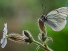 APORIA CRATAEGI - Magini Azelio , Arezzo (AR)