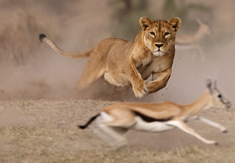 "LIONESS HUNT" Rizzato Pierluigi AFI-IFI-EFIAP/G-MFIAP, Borgoricco (PD) - G.F.B. La Barchessa Limena