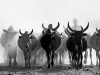 \"CATTLE HERD\" Rizzato Pierluigi AFI-IFI-EFIAP/G-MFIAP, Borgoricco (PD) - G.F.B. La Barchessa Limena