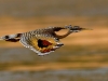 SUNBITTERN-Zanetti-Mirko-AFI-EFIAP-Anzola-dellEmilia-BO