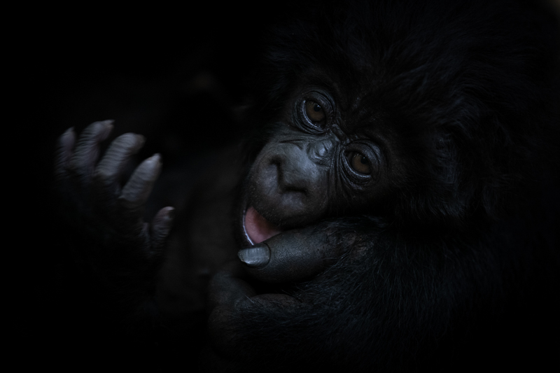 Marinsek-Sonja-Mountain-gorillas-Rwanda-2021