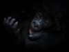 Marinsek-Sonja-Mountain-gorillas-Rwanda-2021